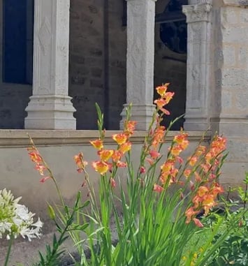 Le jardin du cloître : une renaissance
