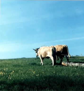 Exposition photos des savoirs oubliés de Sauveterre-la-Lémance